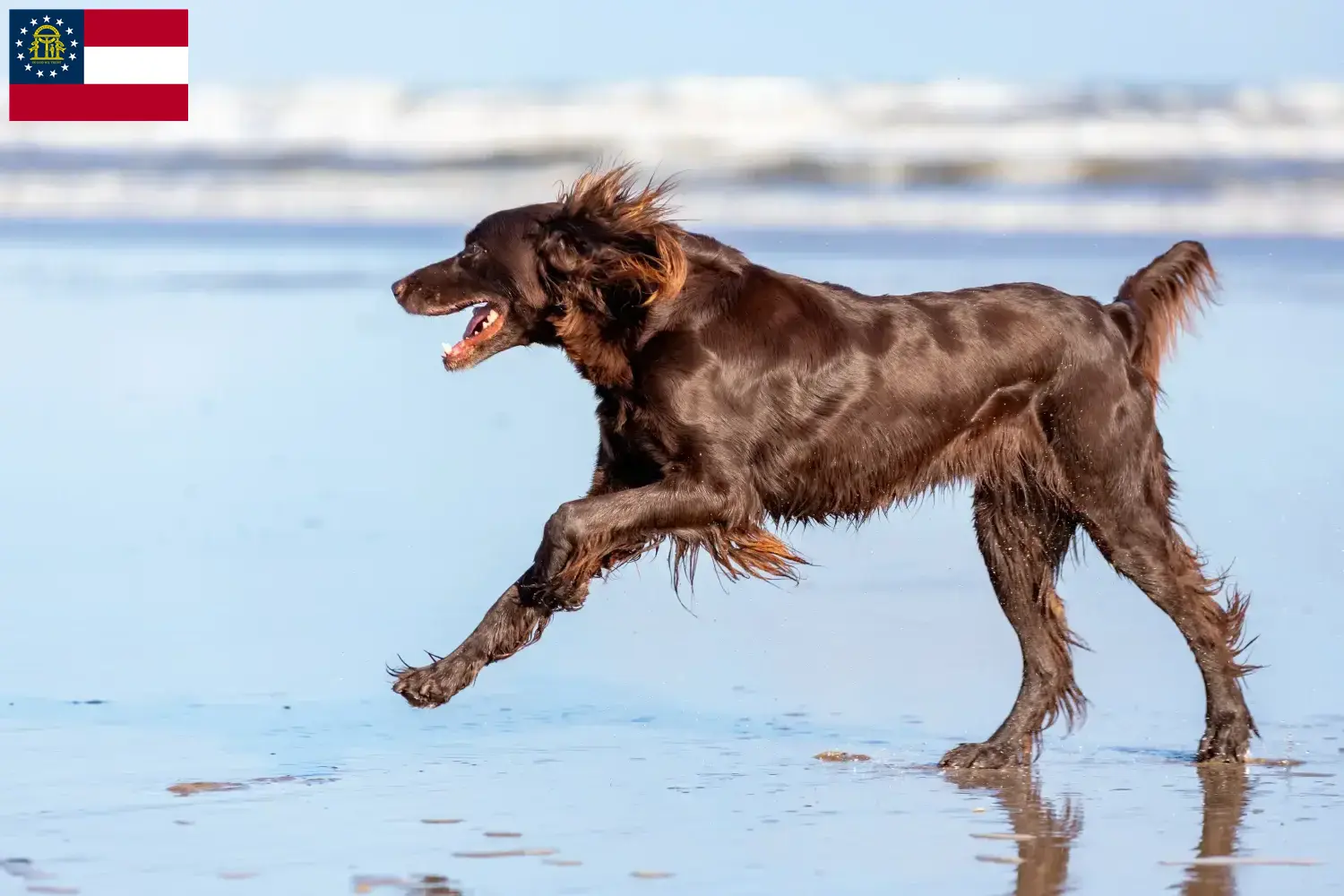 Read more about the article German Longhair breeders and puppies in Georgia