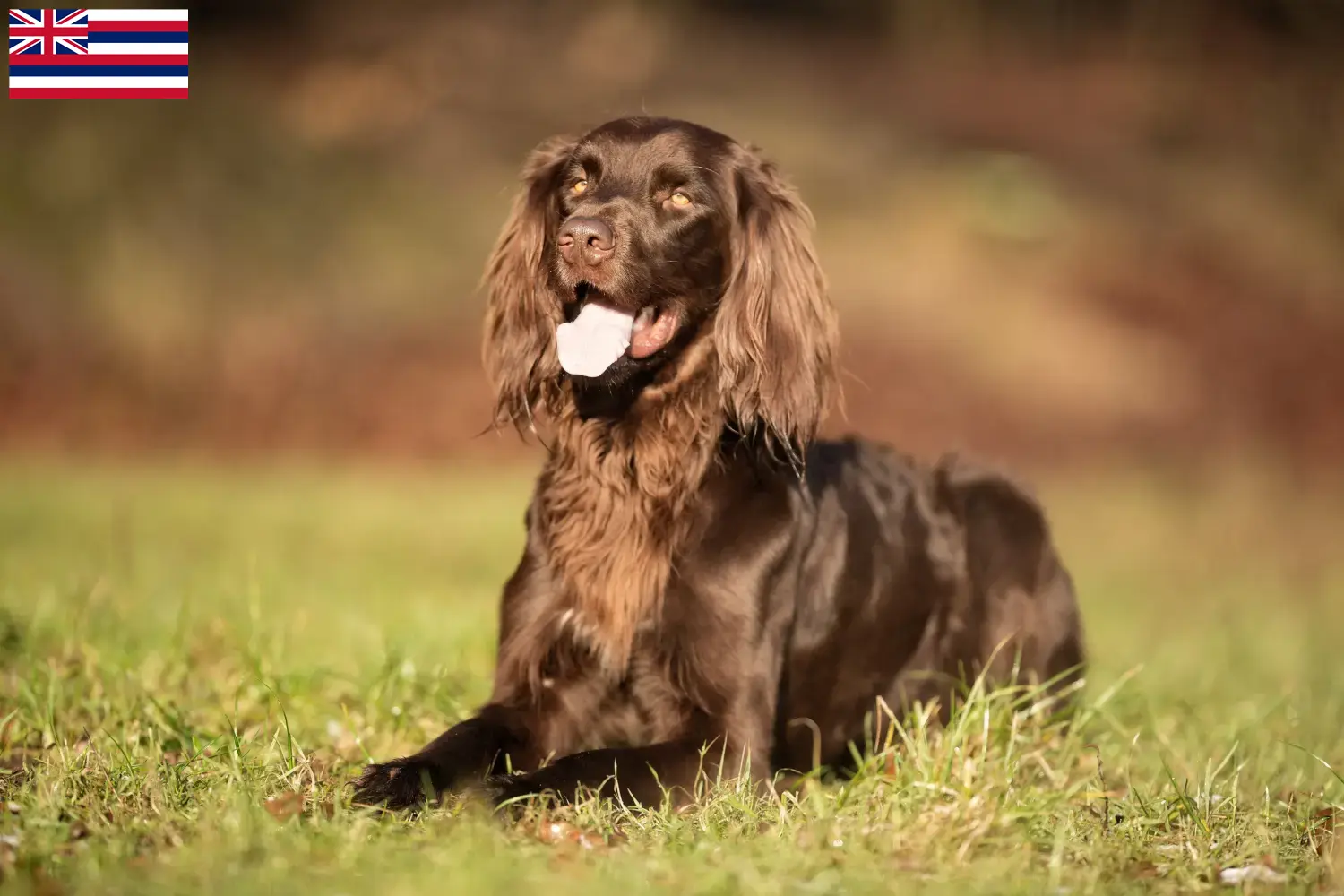 Read more about the article German Longhair breeders and puppies in Hawaii