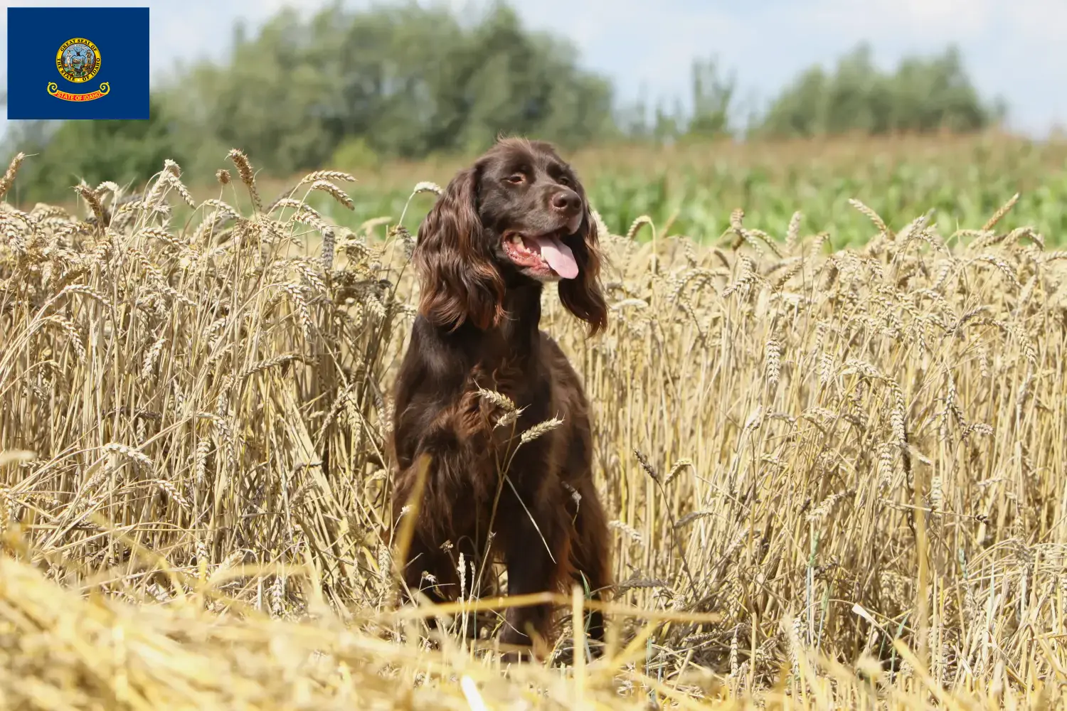 Read more about the article German Longhair breeders and puppies in Idaho
