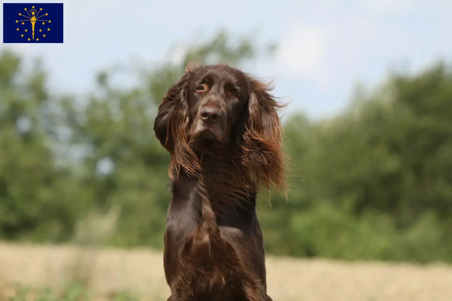 Read more about the article German Longhair breeders and puppies in Indiana