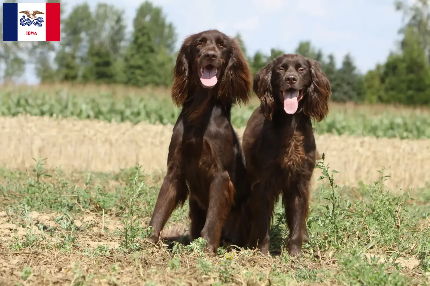 Read more about the article German Longhair breeders and puppies in Iowa
