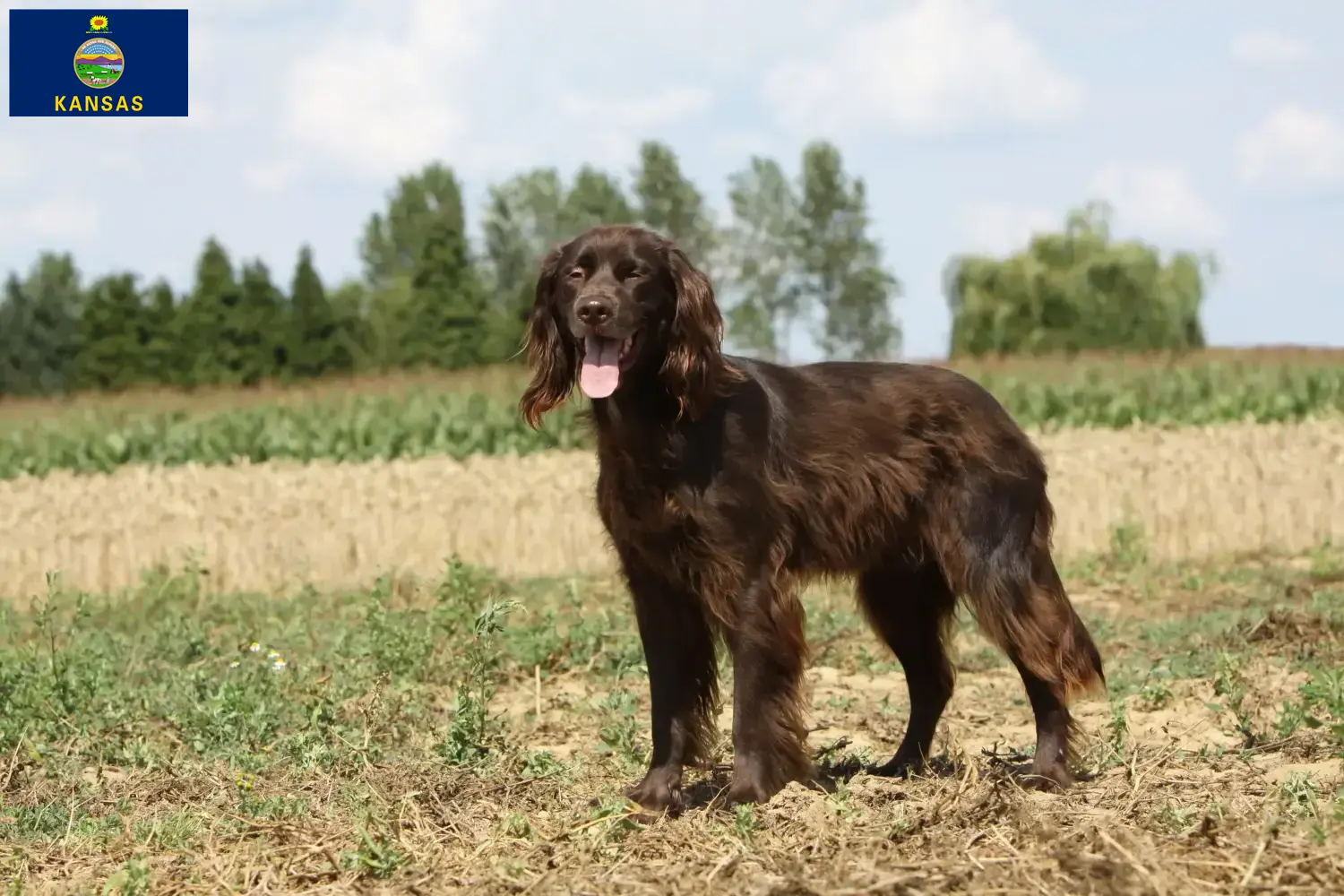Read more about the article German Longhair breeders and puppies in Kansas