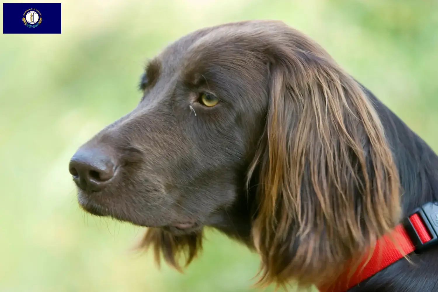 Read more about the article German Longhair breeders and puppies in Kentucky