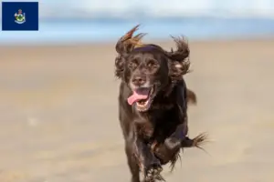 Read more about the article German Longhair breeders and puppies in Maine