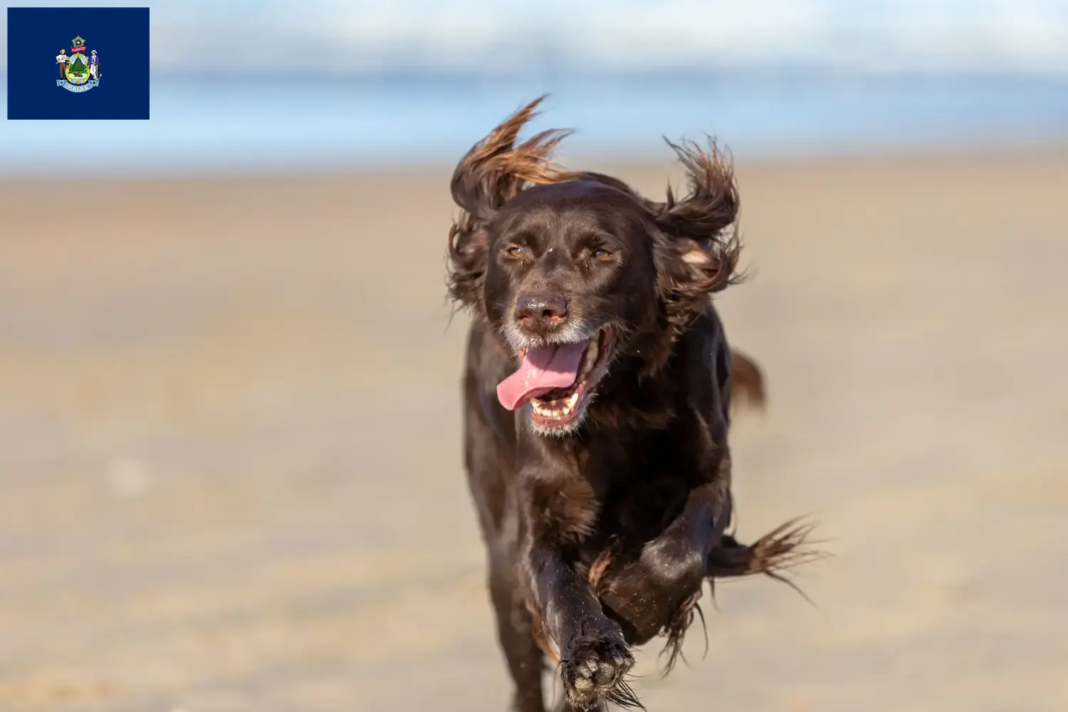 German Longhair puppies and breeders Maine Here you can find German Longhair breeders in Maine.