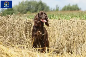 Read more about the article German Longhair breeders and puppies in Michigan