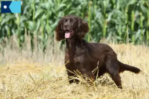 Read more about the article German Longhair breeders and puppies in Minnesota
