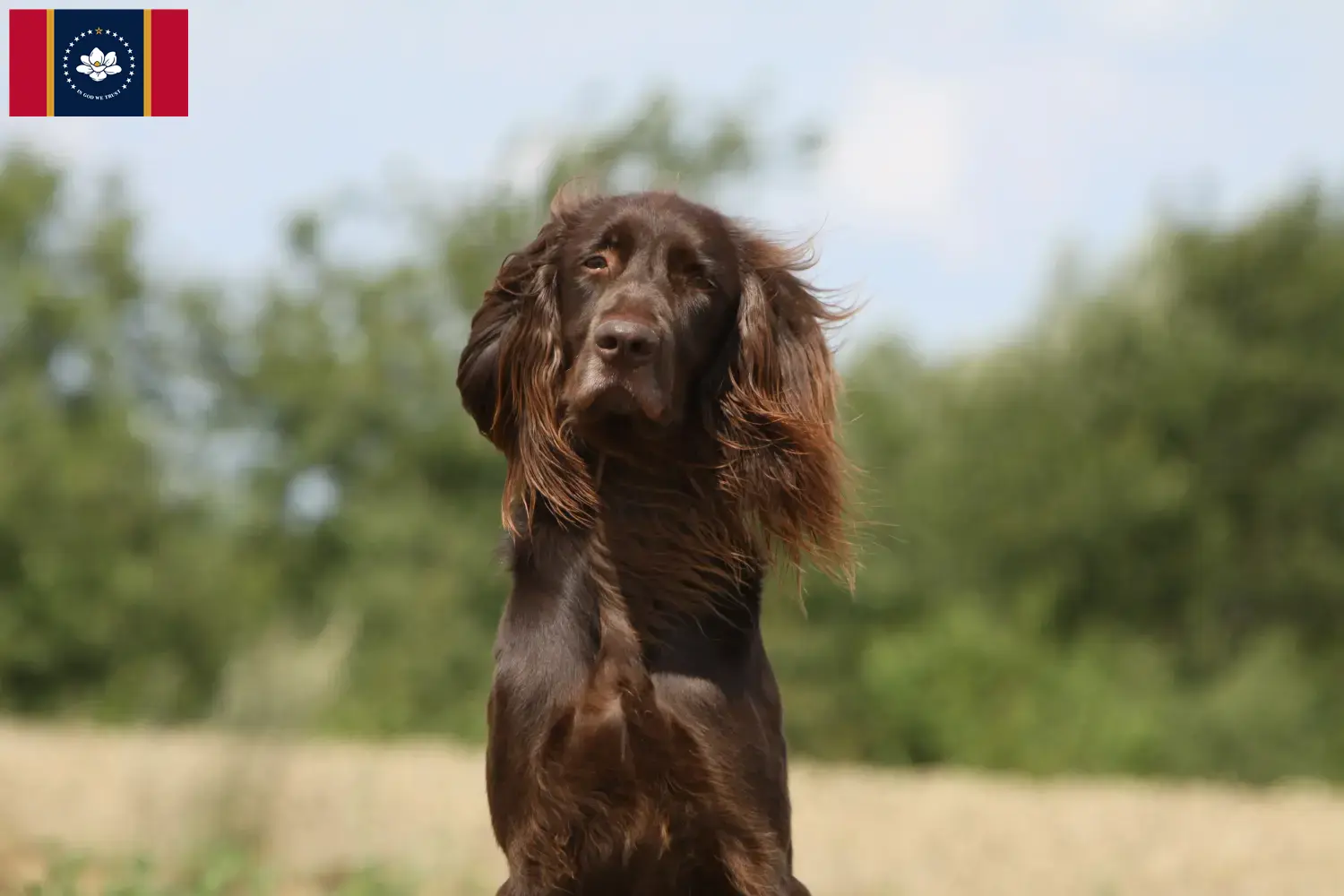 German Longhair puppies and breeders Mississippi Find German Longhair breeders in Mississippi.