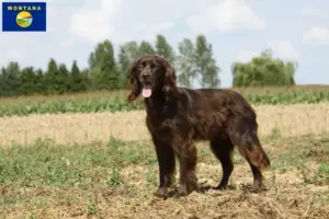 Read more about the article German Longhair breeders and puppies in Montana