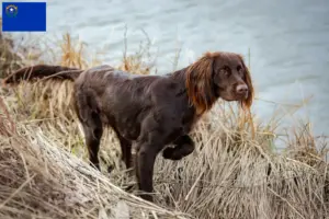 Read more about the article German Longhair breeders and puppies in Nevada