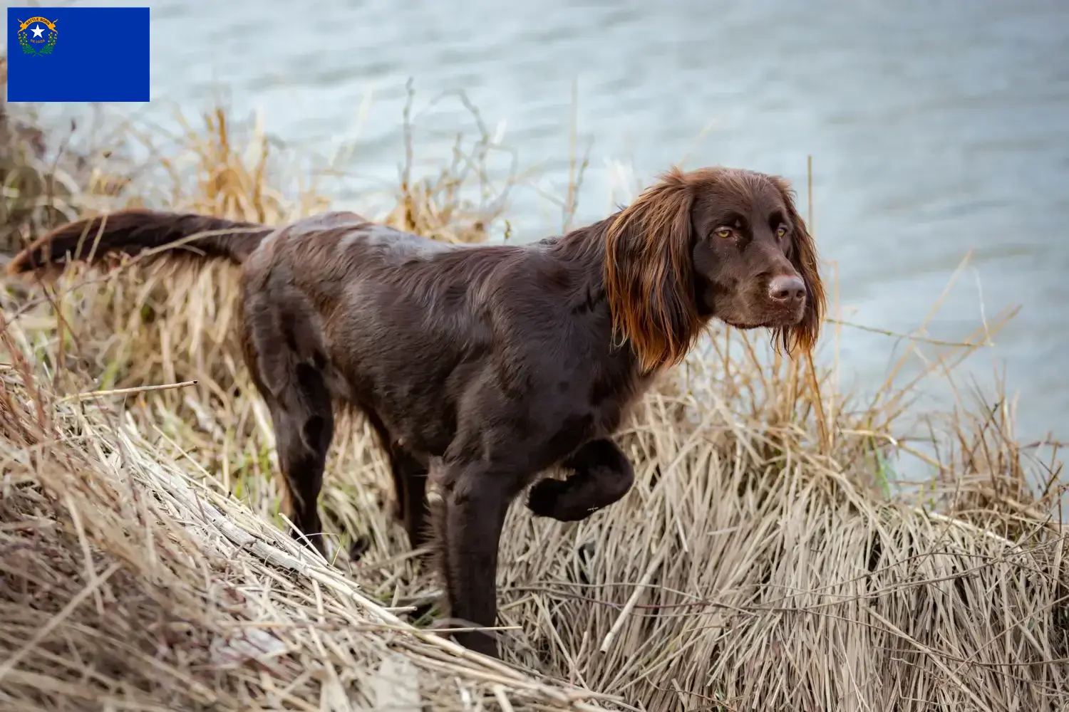 German Longhair puppies and breeders Nevada Find German Longhair breeders in Nevada.