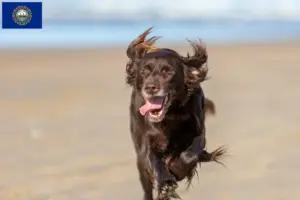 Read more about the article German Longhair breeders and puppies in New Hampshire