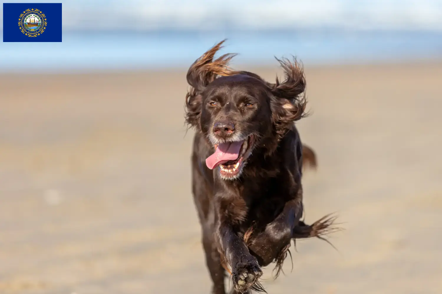 German Longhair Puppies and Breeder New Hampshire Find German Longhair breeders in New Hampshire.