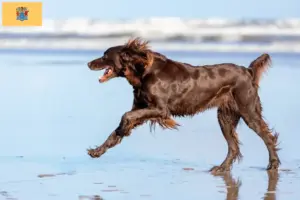 Read more about the article German Longhair breeders and puppies in New Jersey