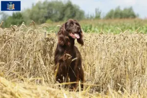 Read more about the article German Longhair breeders and puppies in New York