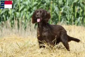 Read more about the article German Longhair breeders and puppies in North Carolina