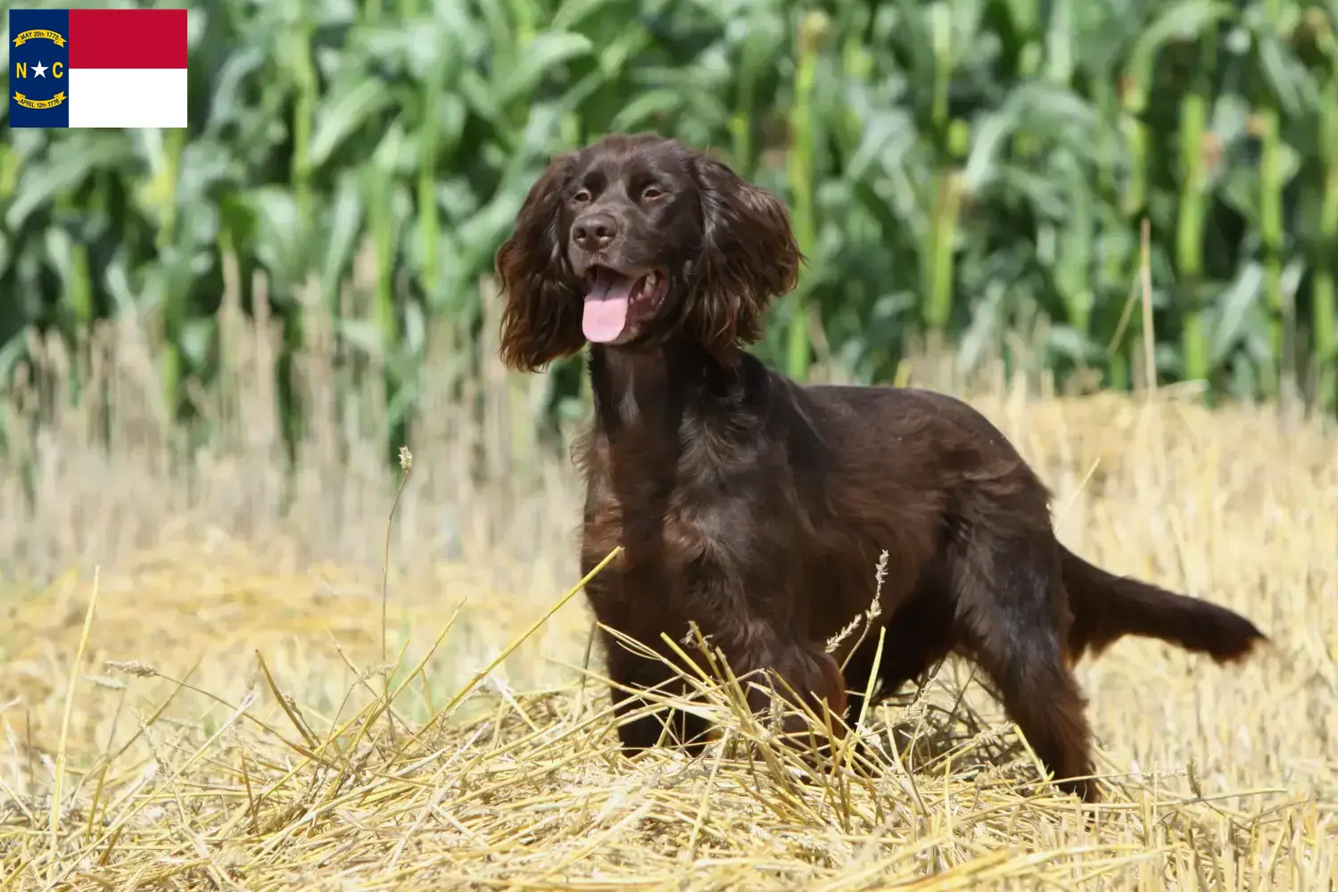 German Longhair puppies and breeders North Carolina Find German Longhair breeders in North Carolina.