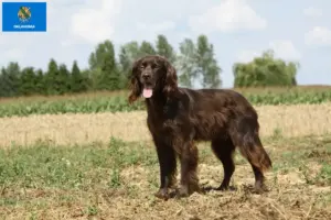 Read more about the article German Longhair breeders and puppies in Oklahoma
