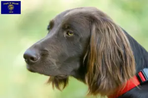 Read more about the article German Longhair breeders and puppies in Oregon