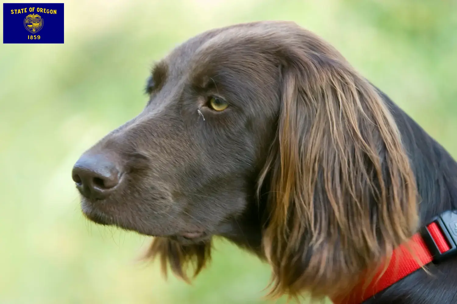 German Longhair puppies and breeders Oregon Here you can find German Longhair breeders in Oregon.