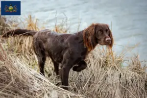 Read more about the article German Longhair breeders and puppies in Pennsylvania