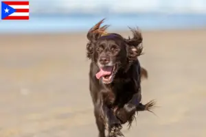 Read more about the article German Longhair breeders and puppies in Puerto Rico