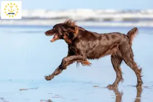 Read more about the article German Longhair breeders and puppies in Rhode Island