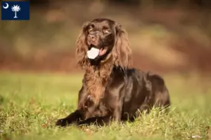 Read more about the article German Longhair breeders and puppies in South Carolina