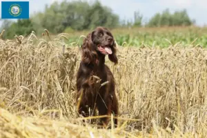 Read more about the article German Longhair breeders and puppies in South Dakota