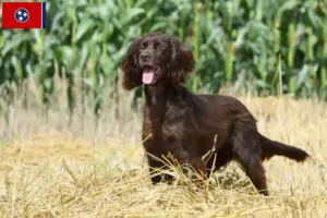 Read more about the article German Longhair breeders and puppies in Tennessee