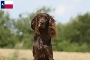 Read more about the article German Longhair breeders and puppies in Texas