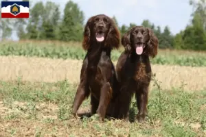 Read more about the article German Longhair breeders and puppies in Utah