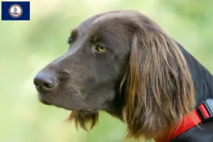 Read more about the article German Longhair breeders and puppies in Virginia