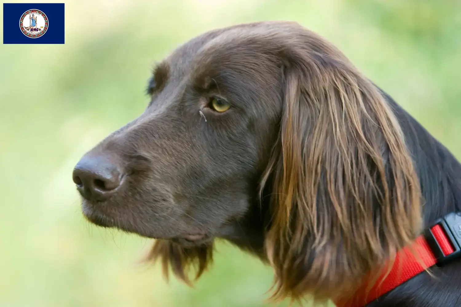 German Longhair puppies and breeder Virginia Find German Longhair breeders in Virginia.