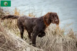 Read more about the article German Longhair breeders and puppies in Washington