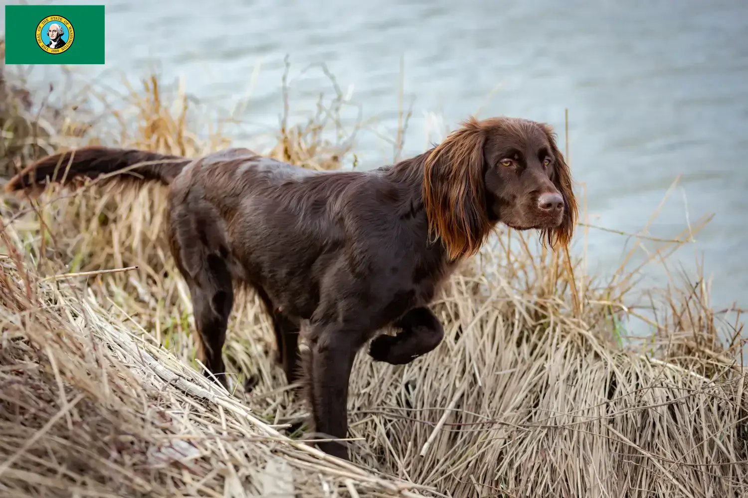 German Longhair puppies and breeders Washington Find German Longhair breeders in Washington here.