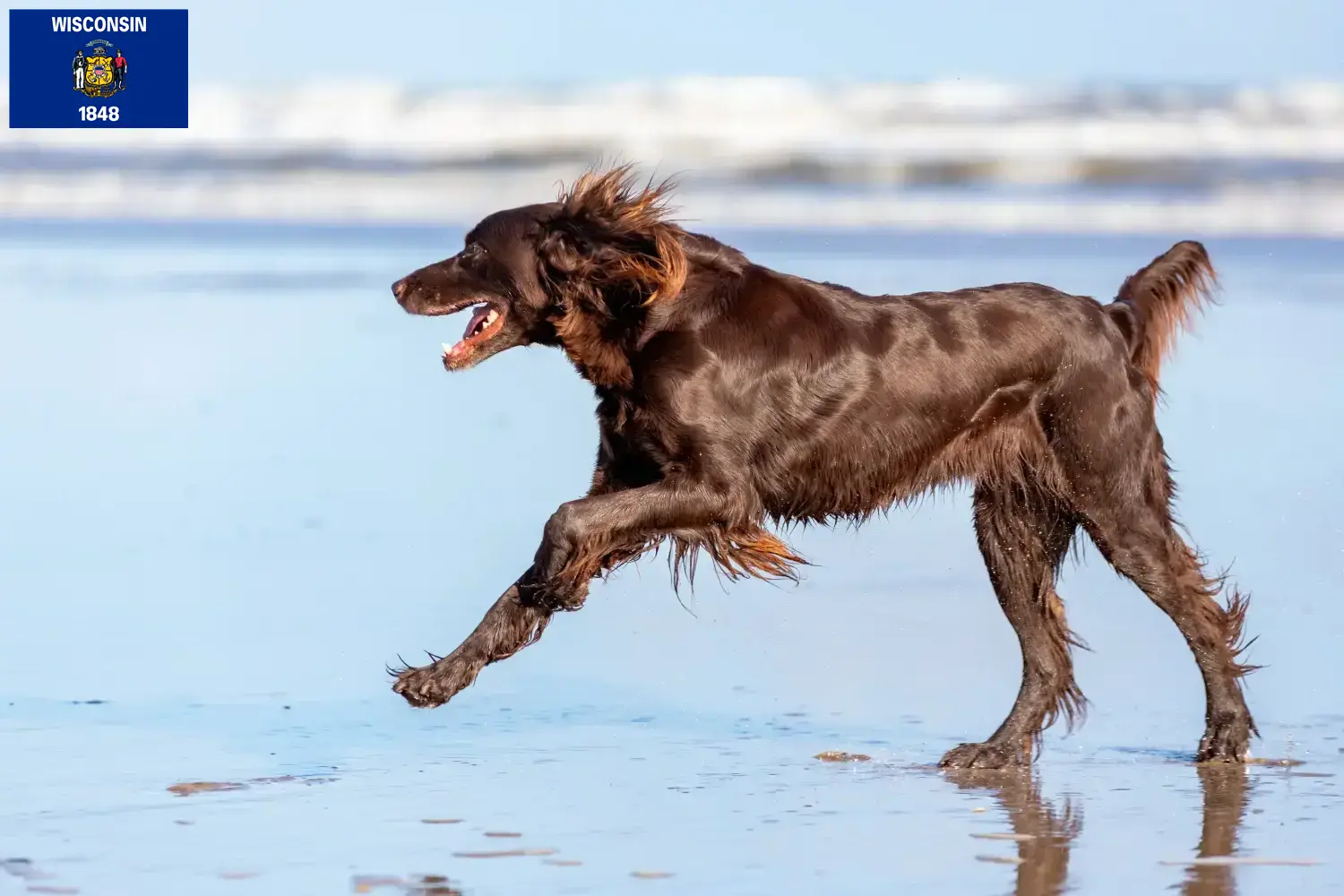 German Longhair puppies and breeders Wisconsin Find German Longhair breeders in Wisconsin.