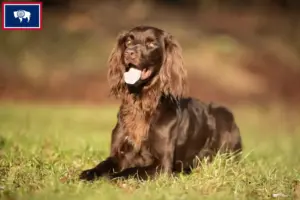 Read more about the article German Longhair breeders and puppies in Wyoming