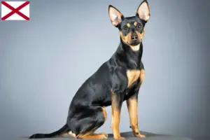 Read more about the article German Pinscher breeder and puppies in Alabama