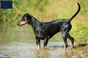 Read more about the article German Pinscher breeder and puppies in Alaska