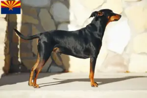 Read more about the article German Pinscher breeder and puppies in Arizona
