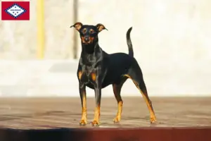 Read more about the article German Pinscher breeders and puppies in Arkansas