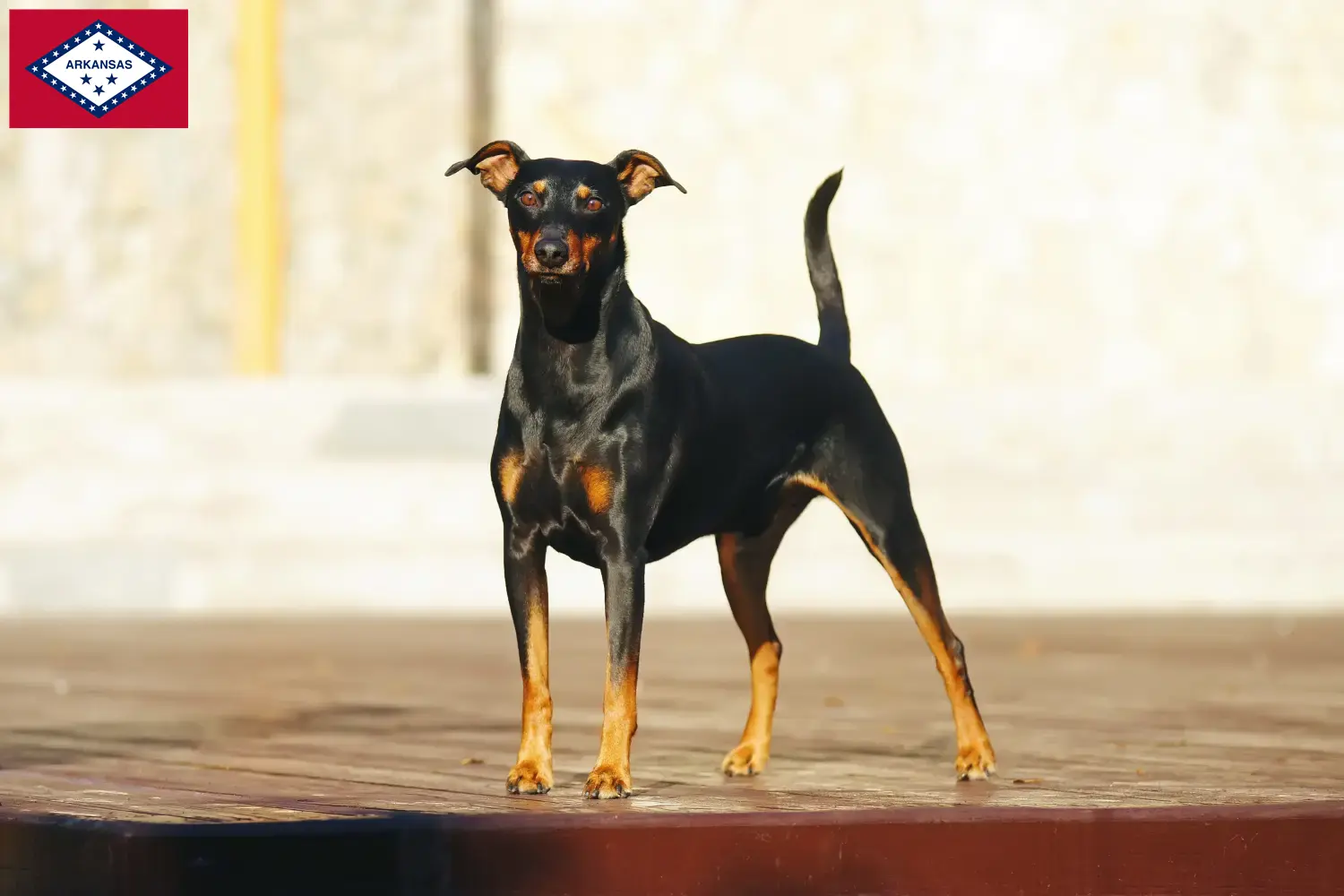 German Pinscher puppies and breeder Arkansas Here you can find German Pinscher breeders in Arkansas.