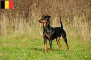 Read more about the article German Pinscher breeders and puppies in Belgium