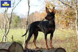 Read more about the article German Pinscher breeders and puppies in the Brussels-Capital Region