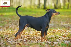 Read more about the article German Pinscher breeder and puppies in California