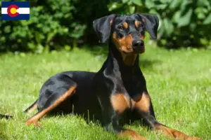 Read more about the article German Pinscher breeder and puppies in Colorado