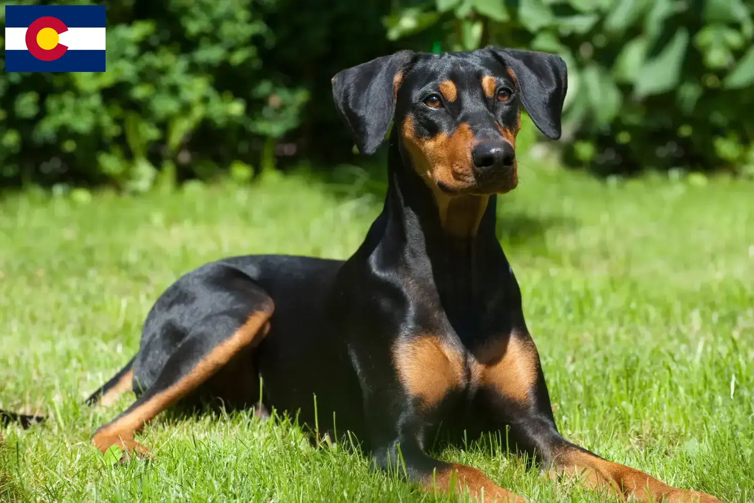 German Pinscher puppies and breeder Colorado Here you can find German Pinscher breeders in Colorado.