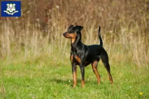 Read more about the article German Pinscher breeders and puppies in Connecticut