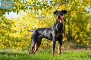 Read more about the article German Pinscher breeder and puppies in Delaware